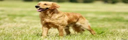 Golden Retriever dogs for sale: Beautiful KC registered puppies! - Advert 12