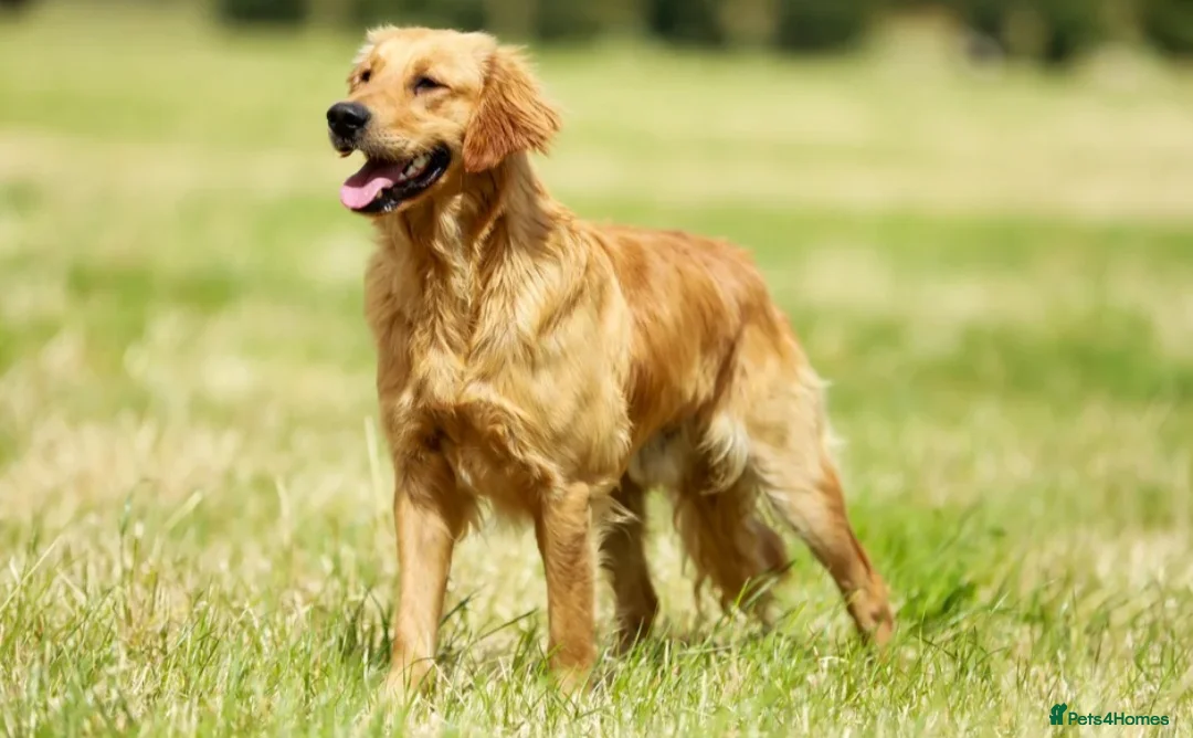 Golden Retriever dogs for sale: Beautiful KC registered puppies! - Advert 12