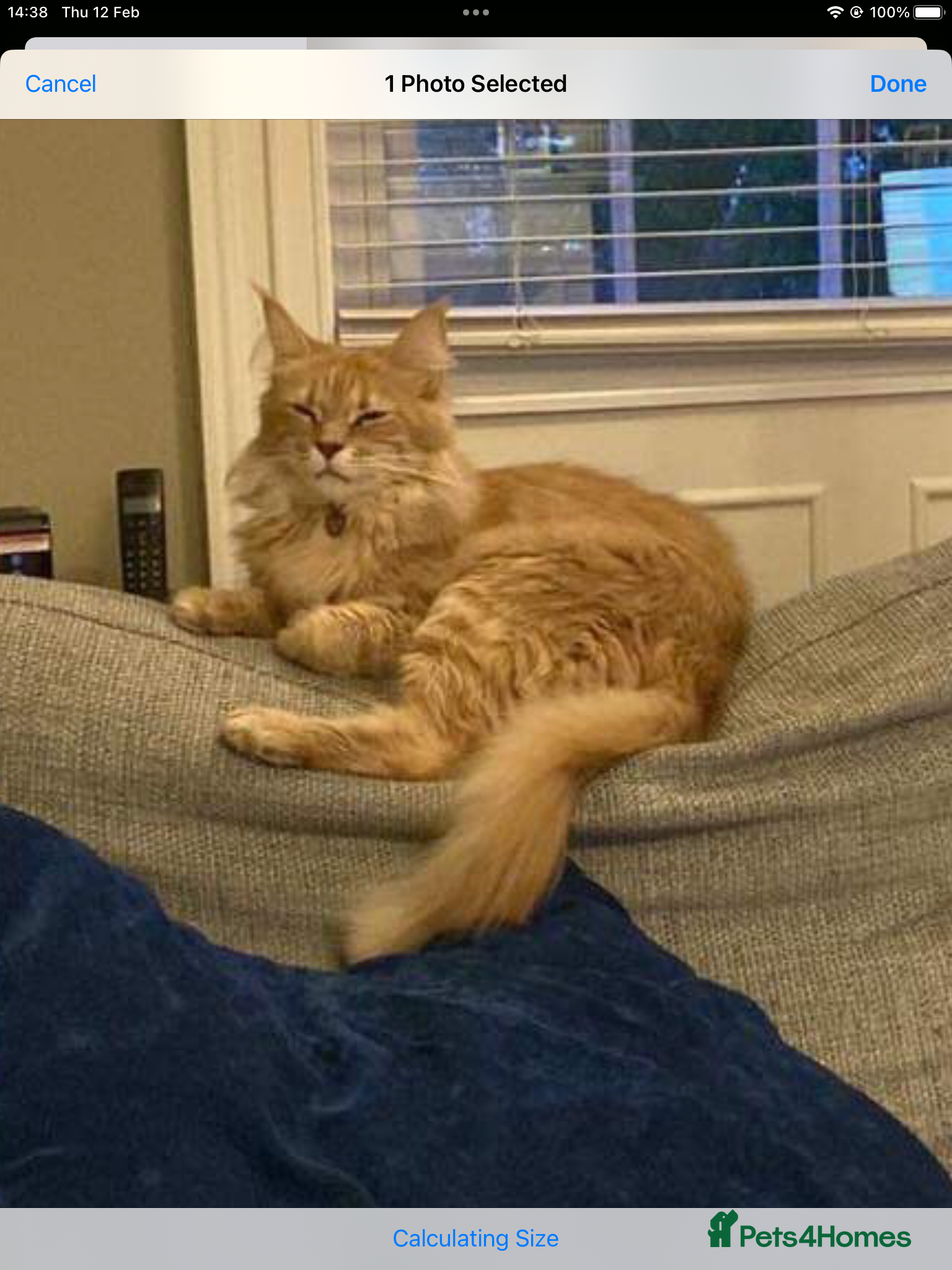 Maine Coon cats Exceptional Pedigree Kittens XXL Russian line - Advert 8