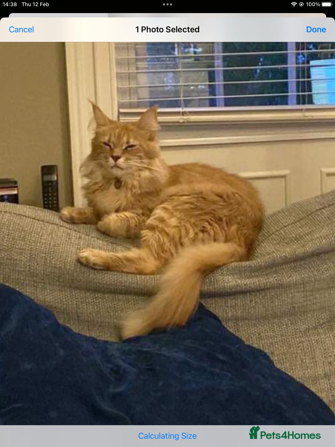 Maine Coon cats for sale: XXL Exceptional Pedigree Kittens Russian line - Advert 2