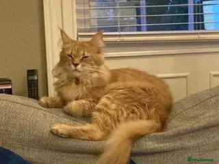 Maine Coon cats Exceptional Pedigree Kittens XXL Russian line - Advert 8