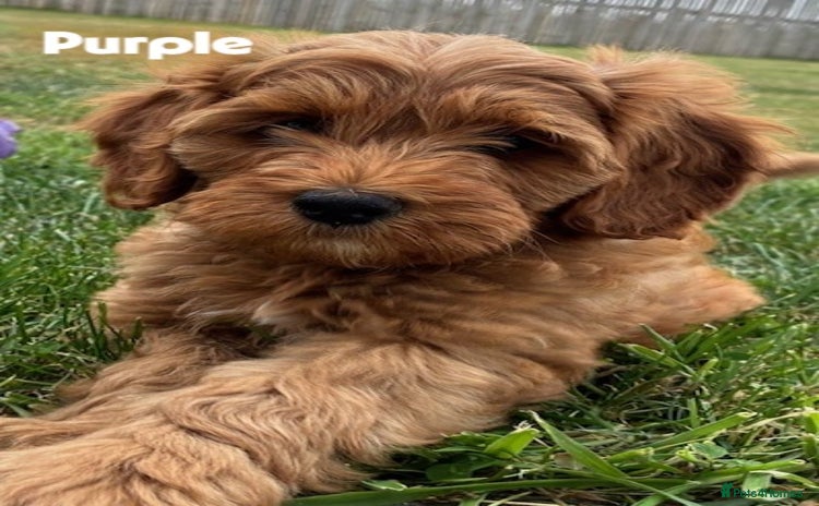 Cockapoo dogs - Advert 6