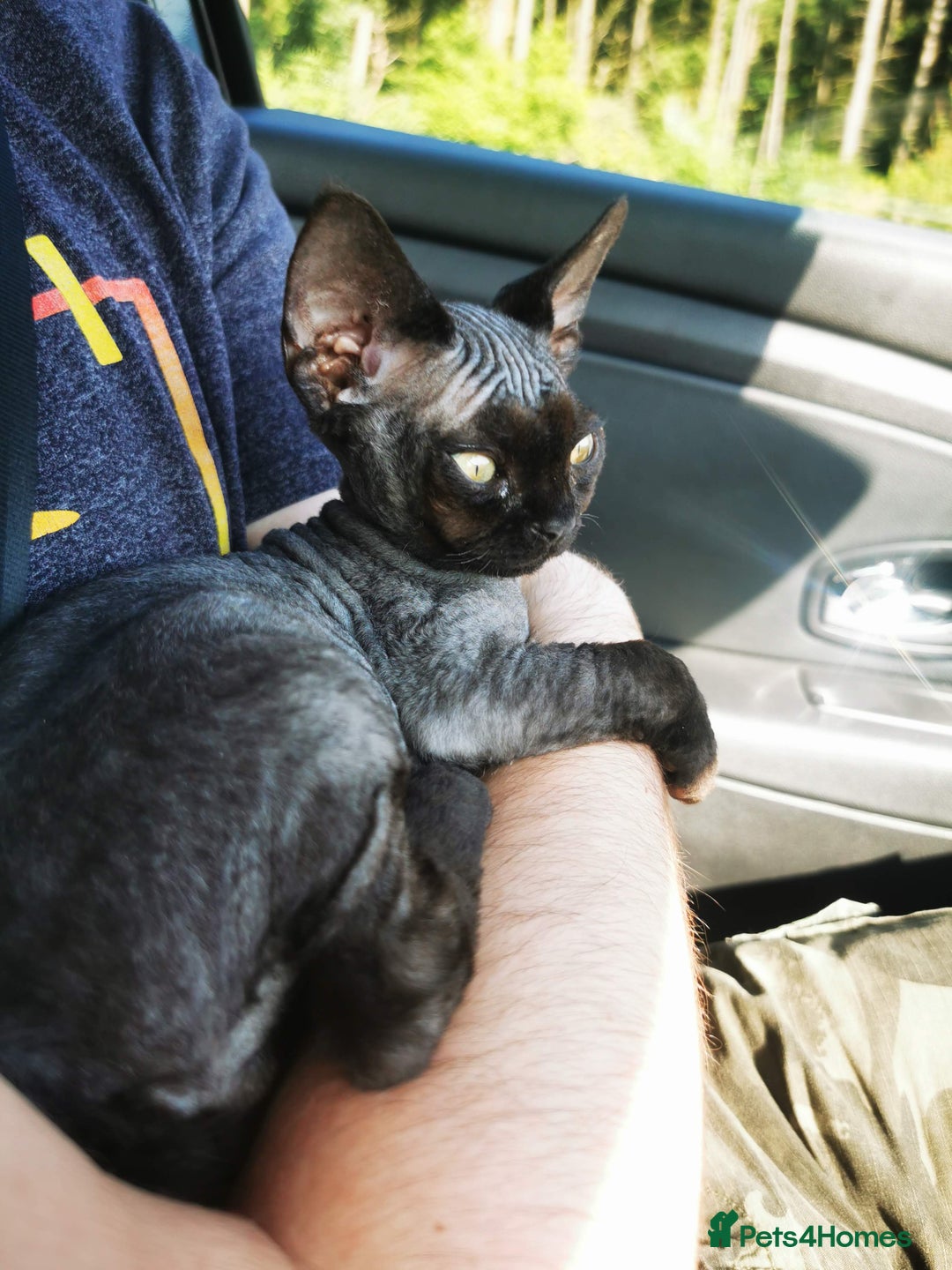 Devon Rex cats for stud: STUD ONLY - Xenopaws Ripley's Hero (Bishop) - Advert 7