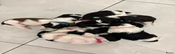 Shih Tzu dogs for sale: ⭐⭐ Shih Tzu Puppies - Mum & Dad Here ⭐⭐ - Advert 3