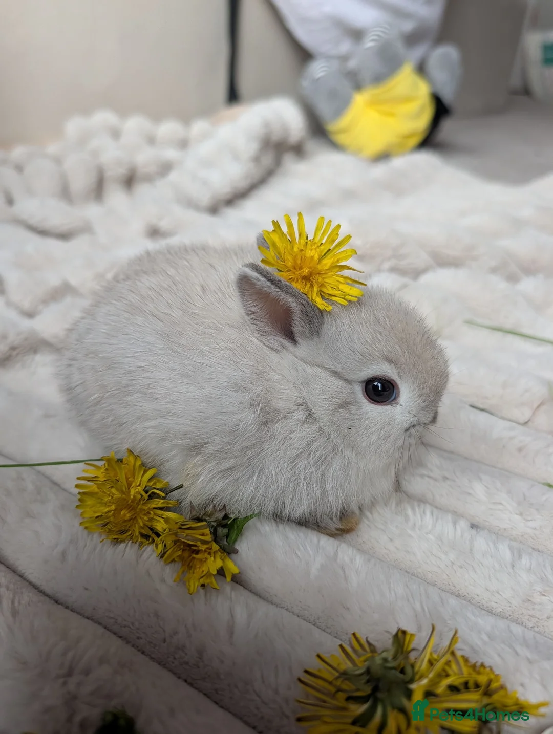 Netherland Dwarf rabbits for sale: 🐰 Netherland Dwarf Rabbits for Sale 🐰 - Advert 3