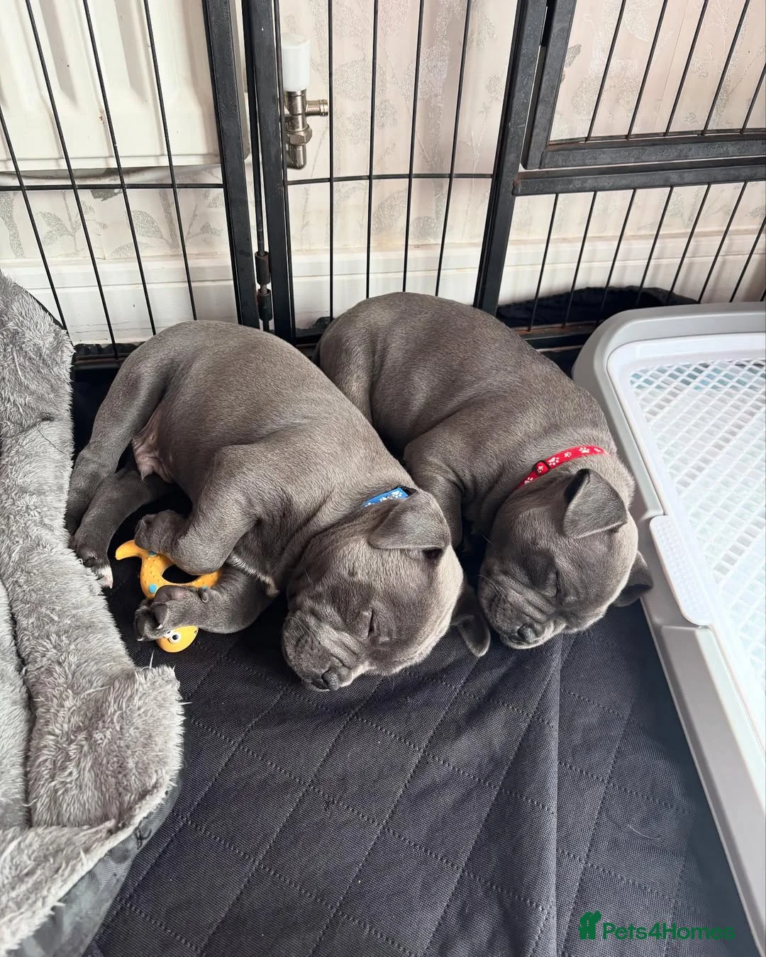 Staffordshire Bull Terrier dogs for sale: BEAUTIFUL PUPPIES  in Barnet - Advert 2