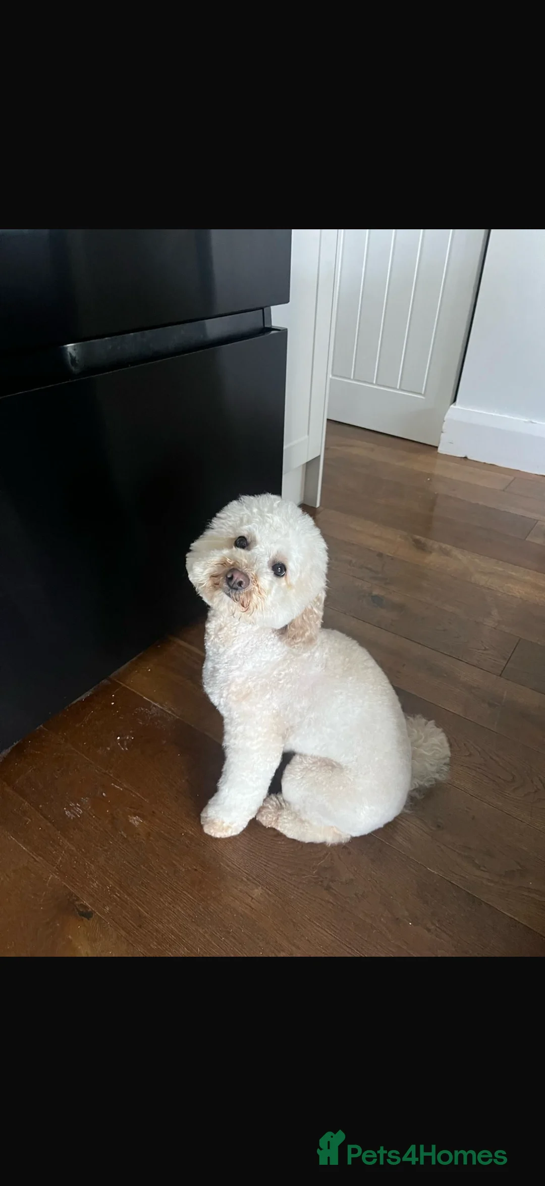 Toy Poodle dogs for sale: Toy poodles - Advert 2