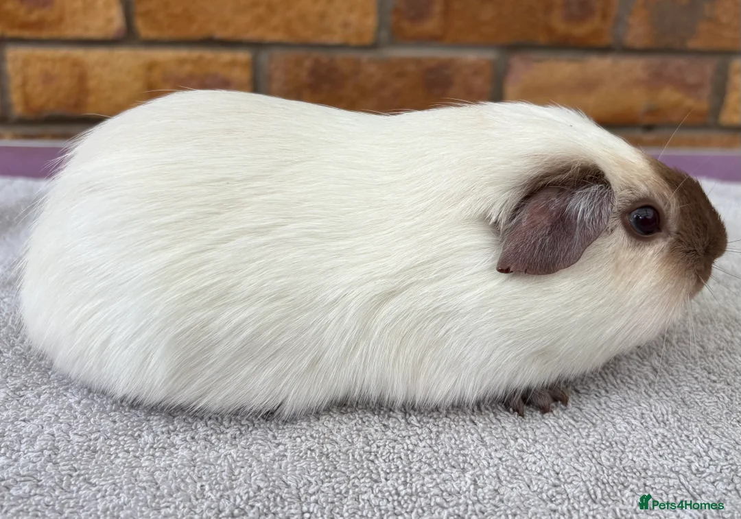 Guinea Pig rodents for sale: Californian bonded boys - Advert 1