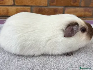 Guinea Pig rodents Californian bonded boys - Advert 1