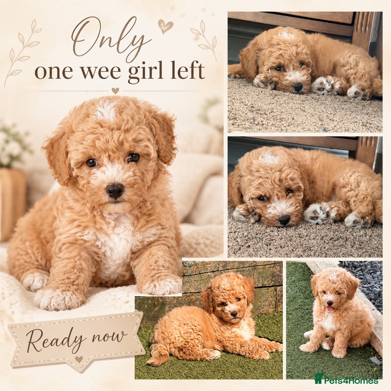Poochon dogs 🐾 Stunning Poochon girls - ready now 🐾 - Advert 1
