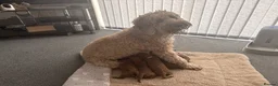 Goldendoodle dogs for sale: Stunning Golden Doodle Puppies for sale. in Bradford - Advert 2