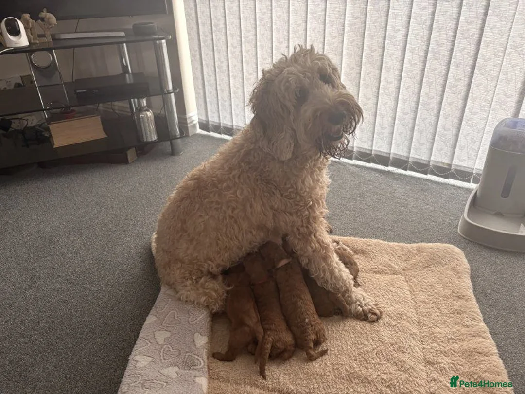 Goldendoodle dogs for sale: Stunning Golden Doodle Puppies for sale. in Bradford - Advert 2