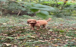 Cavapoo dogs for sale: F2 Cavapoo 6 month girl - Image 3