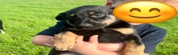 Mixed Breed dogs for sale: Gorgeous huntaway x collie pups in Abergele - Advert 6
