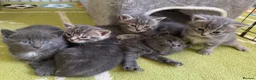Mixed Breed cats for sale: Adorable grey kittens & tabby grey kittens  in Salisbury - Advert 2