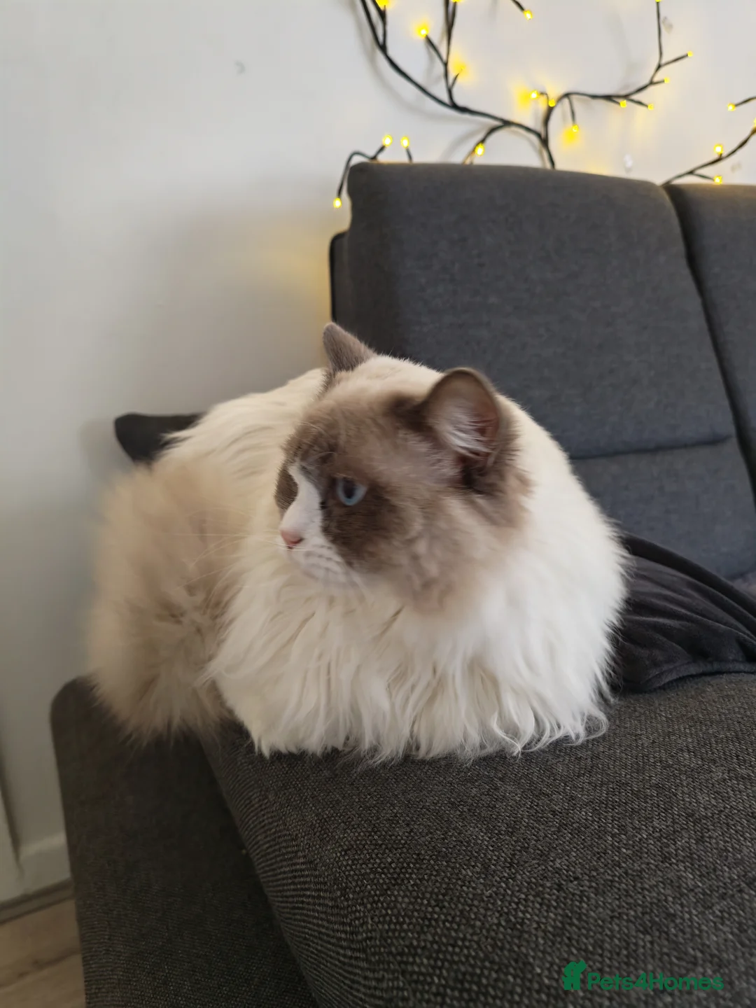 Ragdoll cats for sale: One year old male ragdoll  - Advert 4