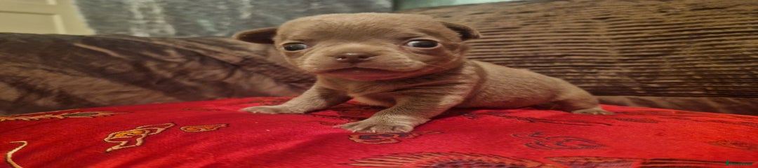 Chihuahua Puppy 2