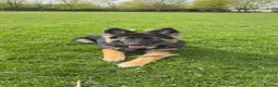 German Shepherd dogs for sale: Zeus is looking for a new home  - Advert 3