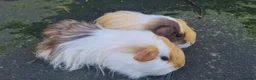 Rat rodents for sale: male guinea pigs (shelties, fuzzy and smooth)  - Advert 7