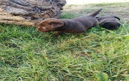 Labrador Retriever dogs for sale: 6 Adorable Chocolate Labs for Sale - Image 29