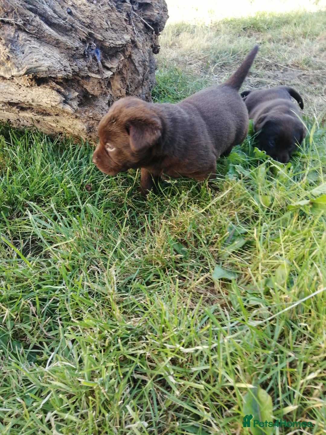 Labrador Retriever dogs for sale: 6 Adorable Chocolate Labs for Sale - Image 29
