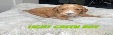Light Green Puppy 