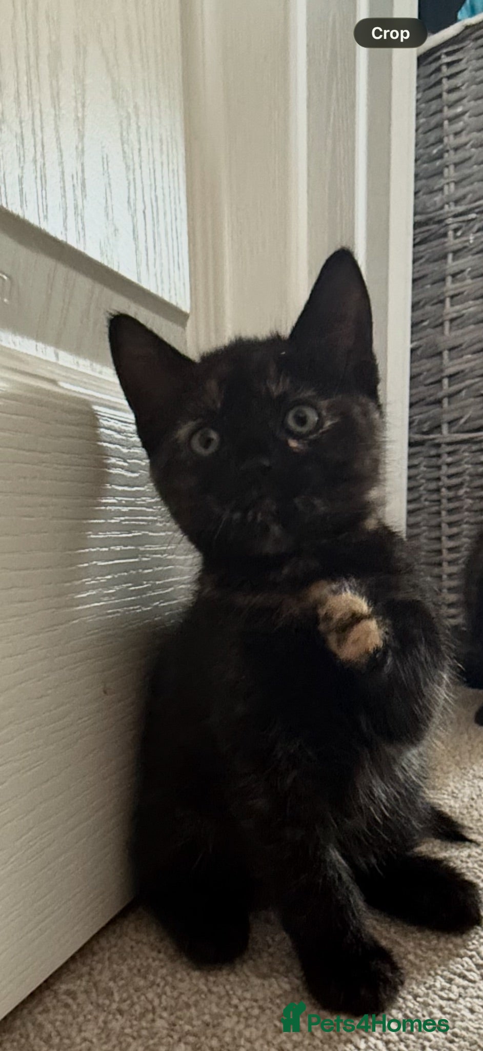 British Shorthair cats 3 Gorgeous Tortoiseshell Girls for forever home.  - Advert 2