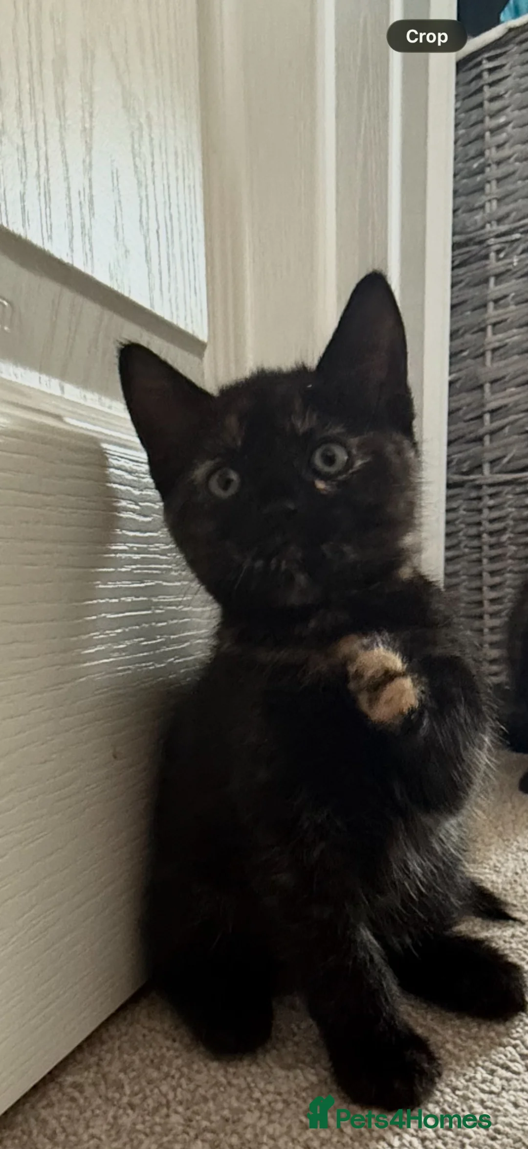 British Shorthair cats for sale: 3 Gorgeous Tortoiseshell Girls for forever home.  in Witney - Advert 2