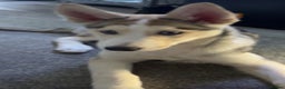Siberian Husky dogs for sale: Husky pup - Advert 3