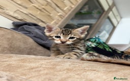 Bengal cats for sale: ❤️ PURE BENGAL KITTENS ❤️ - Image 2