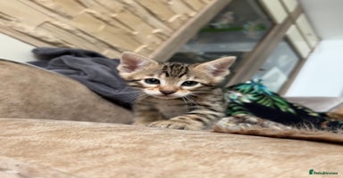 Bengal cats - Advert 2