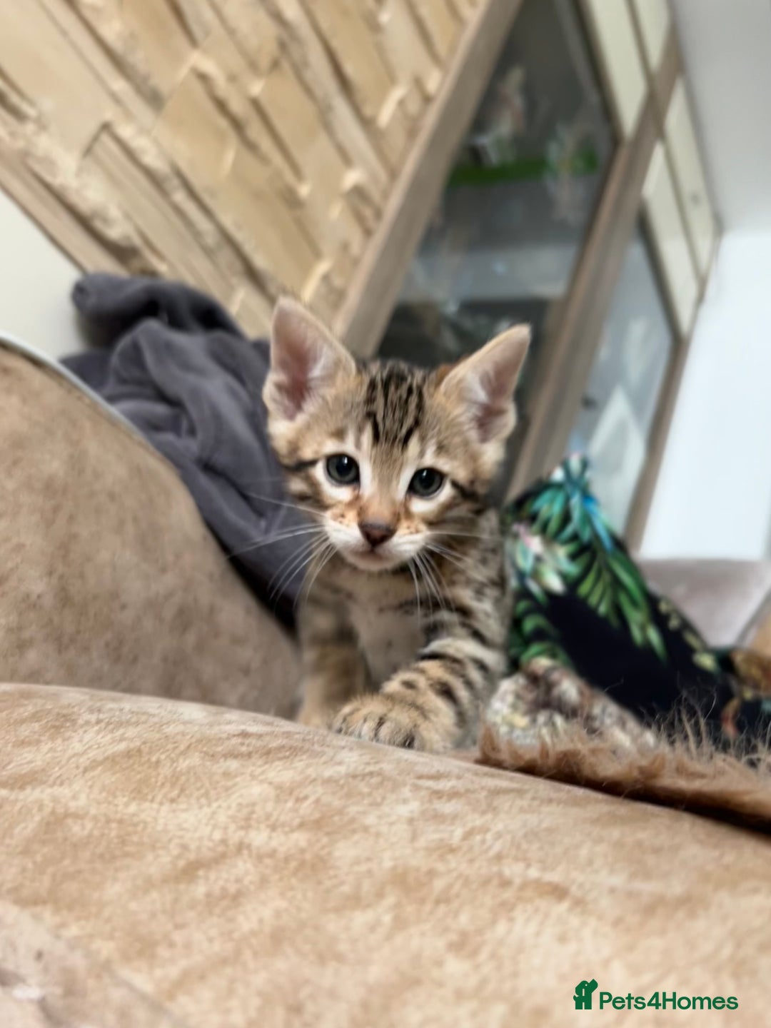 Bengal cats for sale: ❤️ PURE BENGAL KITTENS ❤️ - Image 2