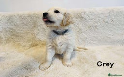 Golden Retriever dogs for sale: 🐾KC Golden Retriever Puppies for Sale 🐾 - Image 5