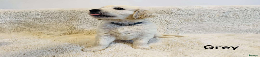 Golden Retriever Puppy Grey