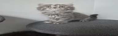 Siberian 4