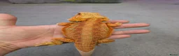 Bearded Dragon reptiles for sale: Variety Of Red German Giants and G Stripe Dunners  - Advert 5