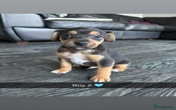 Jack Russell dogs for sale: Beautiful litter of Jack Russell pups - Image 18