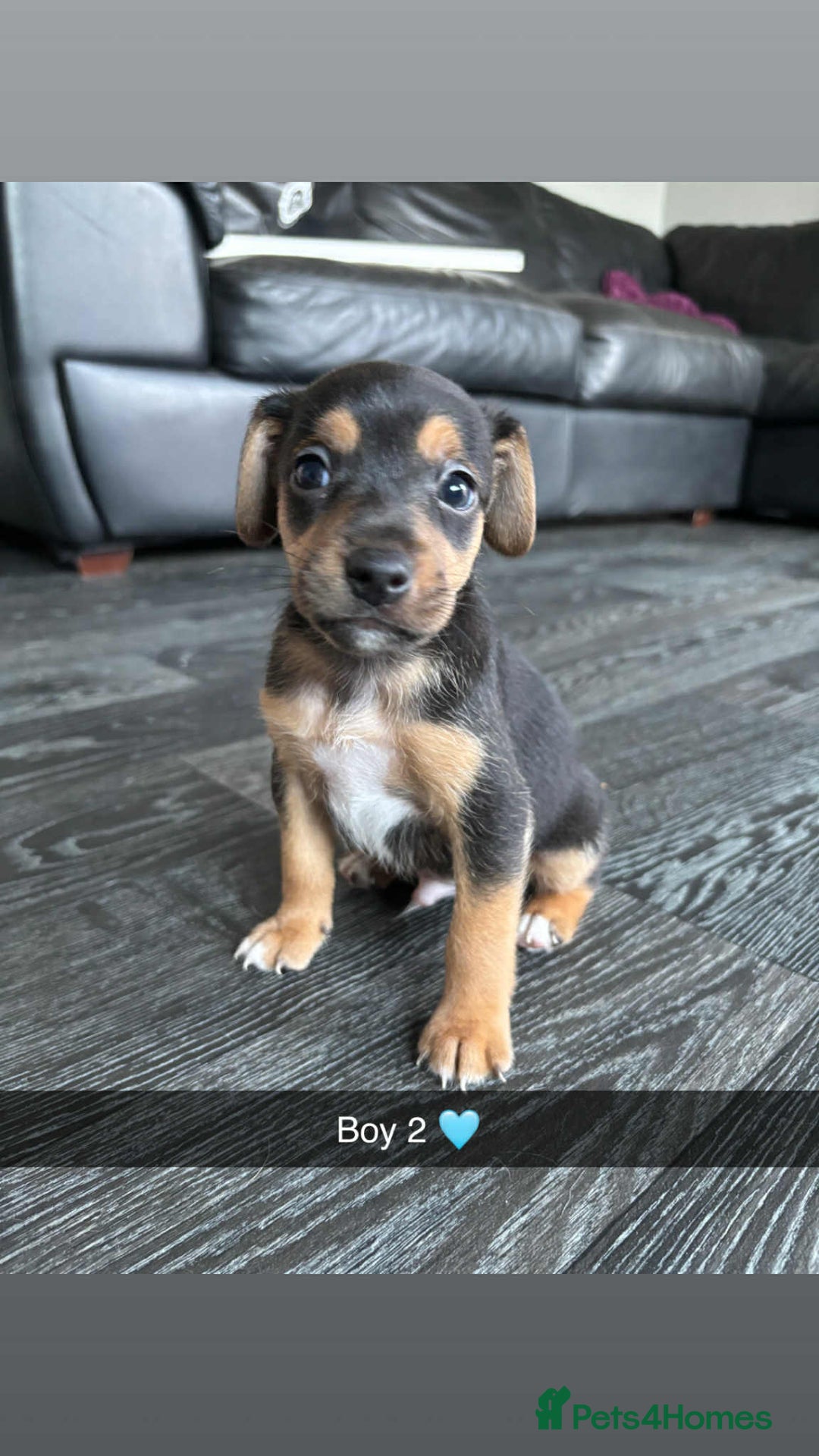 Jack Russell dogs for sale: Beautiful litter of Jack Russell pups - Image 18