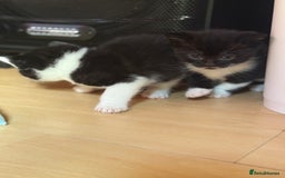 Brazilian Shorthair cats for sale: Kitten 🐈‍⬛  - Image 11