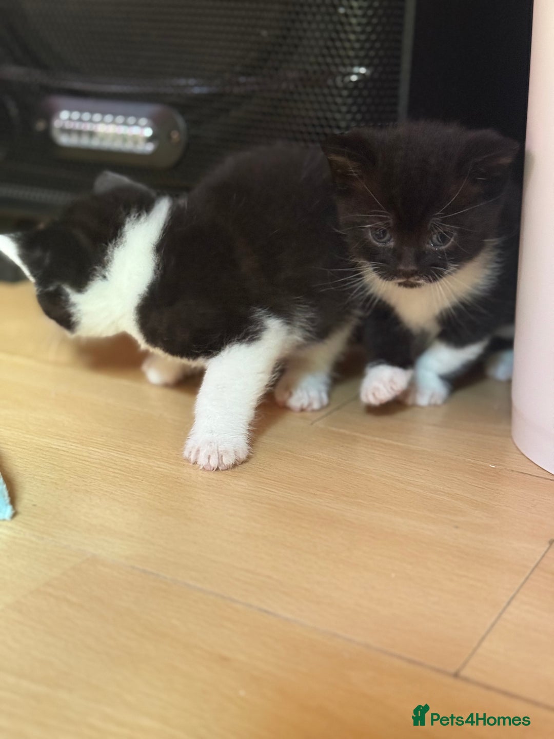 Brazilian Shorthair cats for sale: Kitten 🐈‍⬛  - Image 11