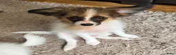 Papillon dogs for sale: Last Puppy - KC Registered Male Papillon for sale - Advert 3