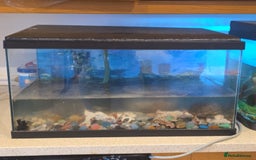 Turtle reptiles for sale: 2 male turtles  - Image 4