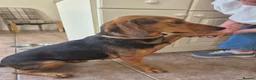 Mixed Breed dogs for adoption: LENA! - Advert 3