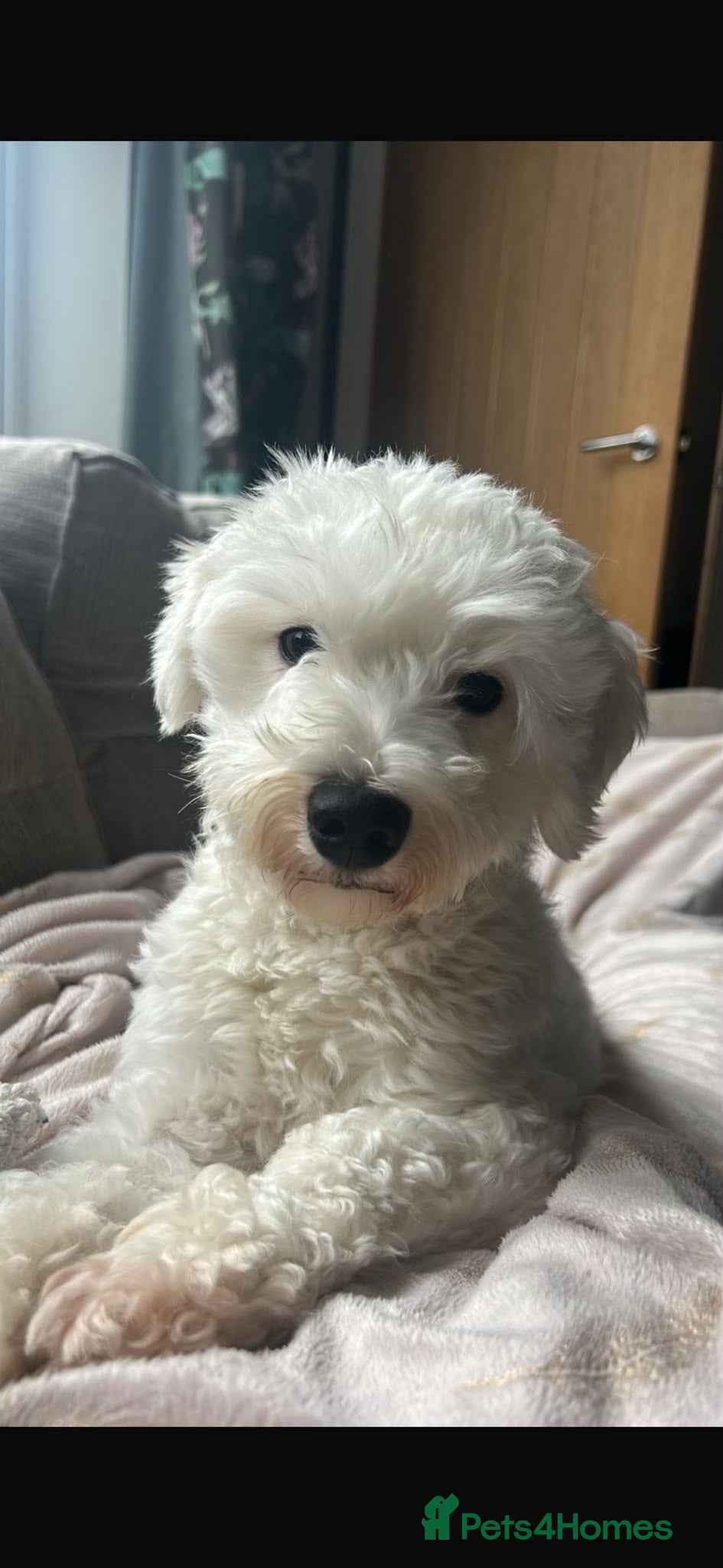 Maltipoo dogs Maltipoo female 2 year old  - Advert 1