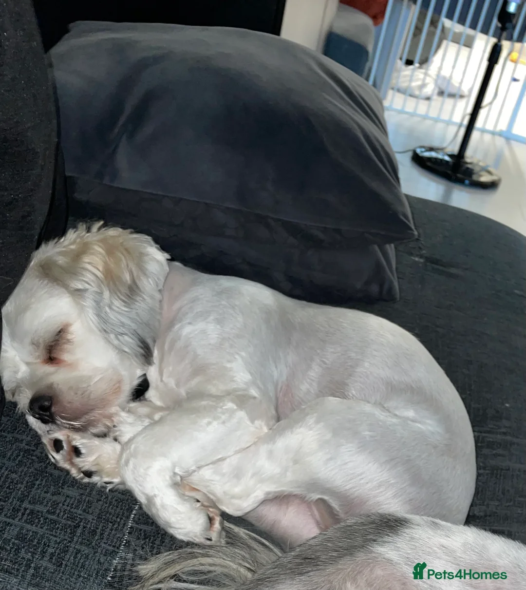 Lhasa Apso dogs for sale: beautiful female lhasa  - Advert 7