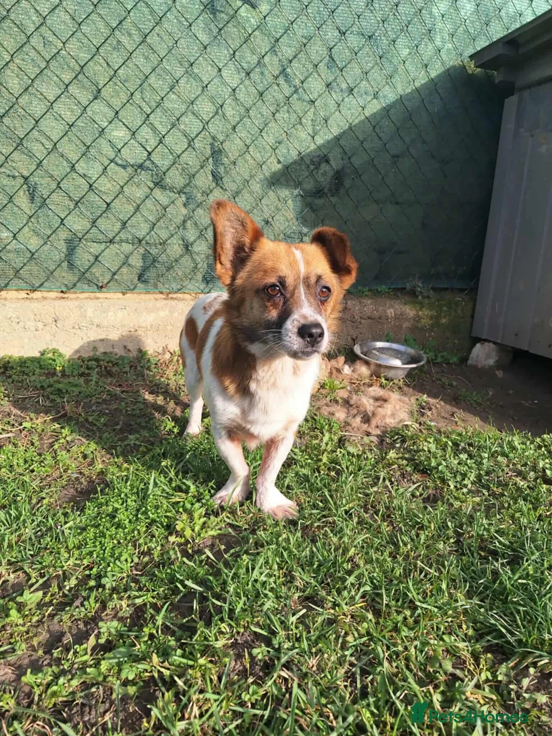 Mixed Breed dogs for adoption: Meatball for adoption - Advert 5