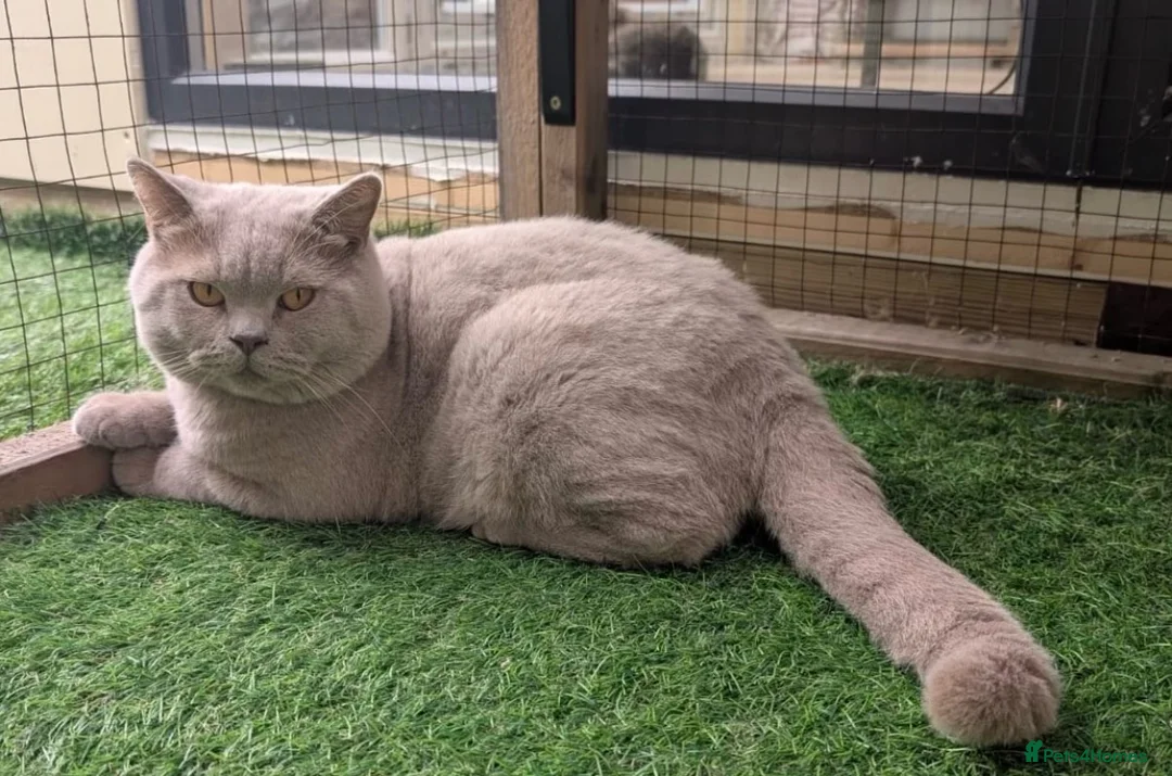 British Shorthair cats for stud: Outstanding champion lilac stud  - Advert 17