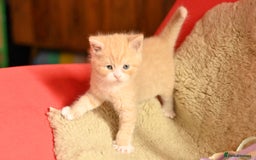 British Shorthair cats for sale: ⭐Rare Cream British Shorthair Boy ⭐  - Image 21