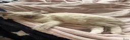 Siamese cats for sale: Siamese/ragdoll cross  in Rochdale - Advert 4