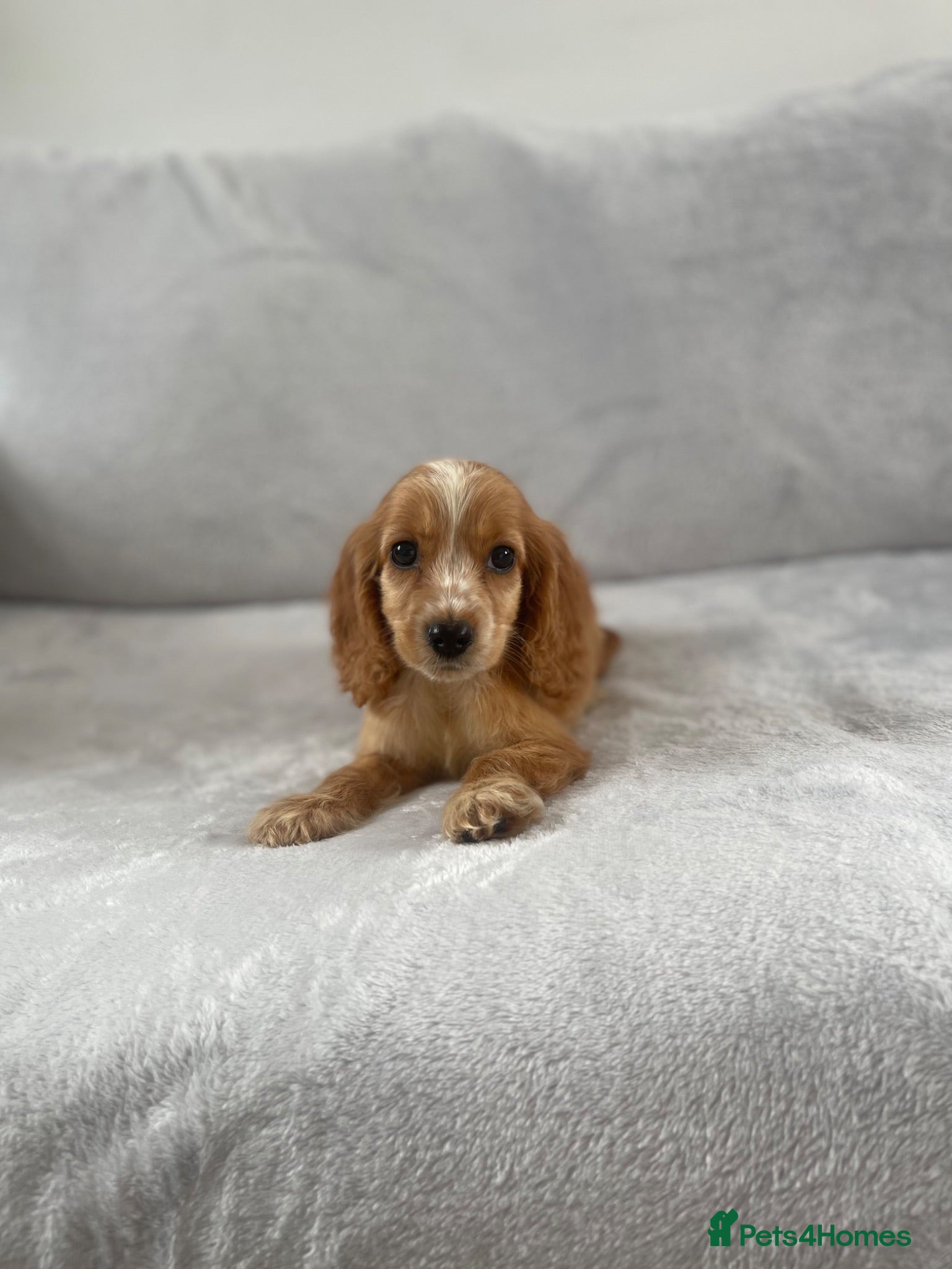 Cocker Spaniel dogs 4 outstanding cocker spaniels  - Advert 1